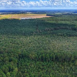 Photo #14 of Off E Pleasant Hill Rd, Pink Hill, NC 81.0 acres