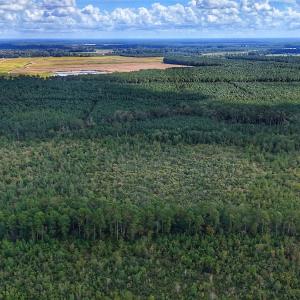 Photo #15 of Off E Pleasant Hill Rd, Pink Hill, NC 81.0 acres