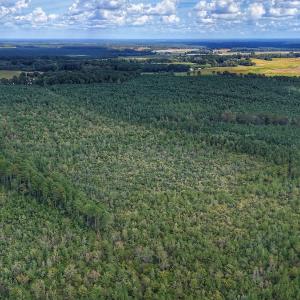 Photo #17 of Off E Pleasant Hill Rd, Pink Hill, NC 81.0 acres