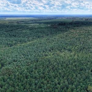 Photo #4 of Off E Pleasant Hill Rd, Pink Hill, NC 81.0 acres