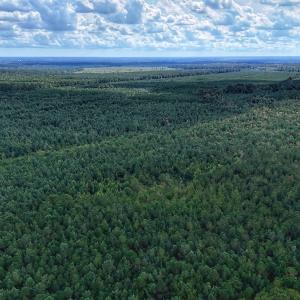 Photo #5 of Off E Pleasant Hill Rd, Pink Hill, NC 81.0 acres