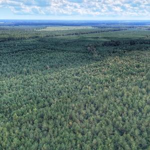 Photo #7 of Off E Pleasant Hill Rd, Pink Hill, NC 81.0 acres