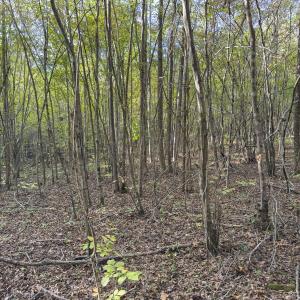 Photo #9 of Off Ephesus Church Road, Semora, NC 17.5 acres