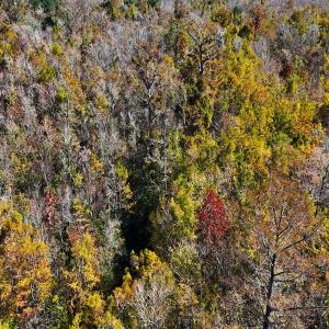 Photo #14 of 24451 Highway 50 , Maple Hill, NC 11.0 acres