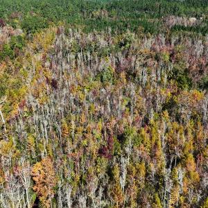 Photo #15 of 24451 Highway 50 , Maple Hill, NC 11.0 acres