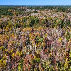 Photo #16 of 24451 Highway 50 , Maple Hill, NC 11.0 acres