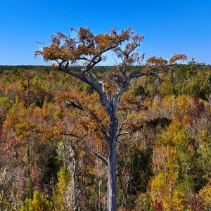 Photo #17 of 24451 Highway 50 , Maple Hill, NC 11.0 acres