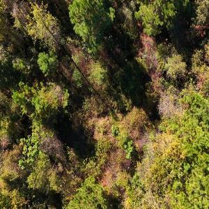 Photo #18 of 24451 Highway 50 , Maple Hill, NC 11.0 acres