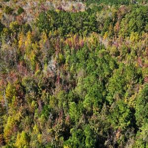 Photo #19 of 24451 Highway 50 , Maple Hill, NC 11.0 acres