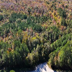 Photo #2 of 24451 Highway 50 , Maple Hill, NC 11.0 acres