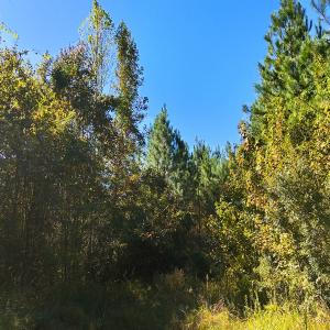 Photo #24 of 24451 Highway 50 , Maple Hill, NC 11.0 acres