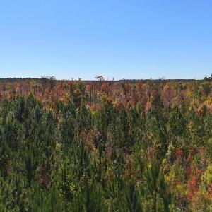 Photo #26 of 24451 Highway 50 , Maple Hill, NC 11.0 acres