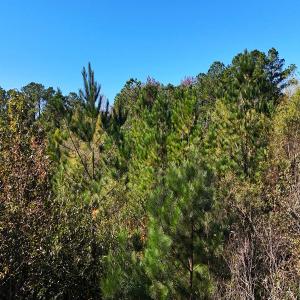 Photo #27 of 24451 Highway 50 , Maple Hill, NC 11.0 acres