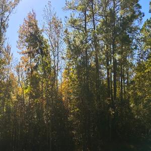 Photo #28 of 24451 Highway 50 , Maple Hill, NC 11.0 acres