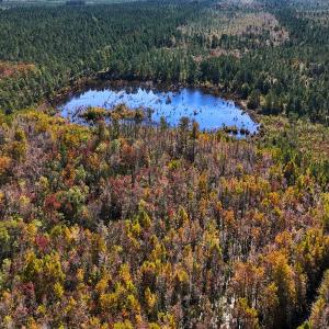 Photo #31 of 24451 Highway 50 , Maple Hill, NC 11.0 acres