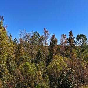 Photo #33 of 24451 Highway 50 , Maple Hill, NC 11.0 acres