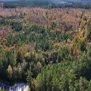 Photo #4 of 24451 Highway 50 , Maple Hill, NC 11.0 acres