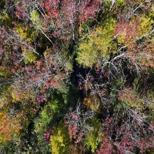 Photo #6 of 24451 Highway 50 , Maple Hill, NC 11.0 acres