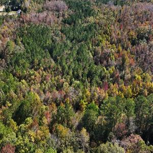 Photo #7 of 24451 Highway 50 , Maple Hill, NC 11.0 acres