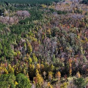 Photo #8 of 24451 Highway 50 , Maple Hill, NC 11.0 acres