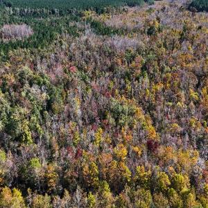 Photo #9 of 24451 Highway 50 , Maple Hill, NC 11.0 acres