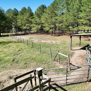 Photo #80 of 2338 Etters Lane, Cassatt, SC 28.0 acres