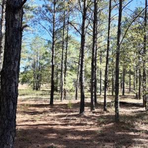 Photo #91 of 2338 Etters Lane, Cassatt, SC 28.0 acres