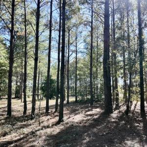 Photo #92 of 2338 Etters Lane, Cassatt, SC 28.0 acres