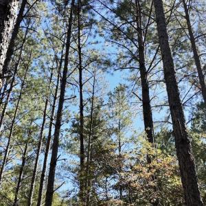 Photo #95 of 2338 Etters Lane, Cassatt, SC 28.0 acres