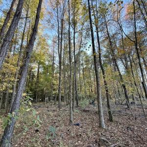 Photo #16 of Off Robersonville Products Rd, Williamston, NC 8.5 acres
