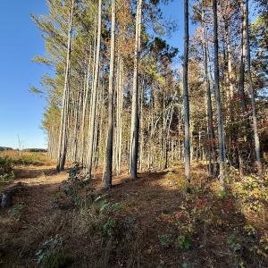 Photo #17 of Off Robersonville Products Rd, Williamston, NC 8.5 acres