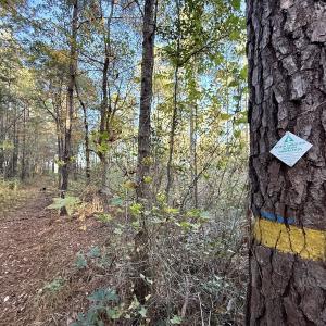 Photo #18 of Off Robersonville Products Rd, Williamston, NC 8.5 acres