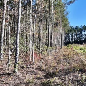 Photo #21 of Off Robersonville Products Rd, Williamston, NC 8.5 acres