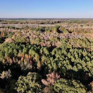 Photo #10 of 247 Quitsna Road, Windsor, NC 16.6 acres