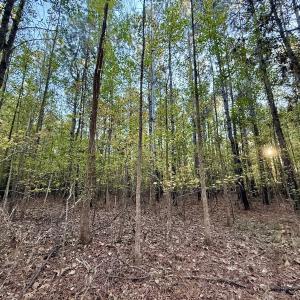 Photo #13 of 247 Quitsna Road, Windsor, NC 16.6 acres