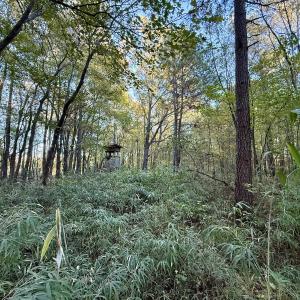 Photo #14 of 247 Quitsna Road, Windsor, NC 16.6 acres