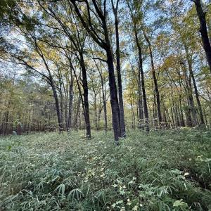 Photo #15 of 247 Quitsna Road, Windsor, NC 16.6 acres