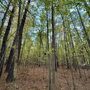 Photo #16 of 247 Quitsna Road, Windsor, NC 16.6 acres