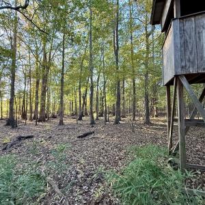 Photo #18 of 247 Quitsna Road, Windsor, NC 16.6 acres