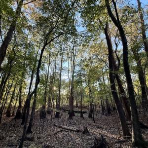 Photo #20 of 247 Quitsna Road, Windsor, NC 16.6 acres