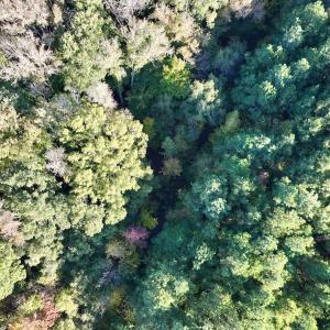 Photo #21 of 247 Quitsna Road, Windsor, NC 16.6 acres