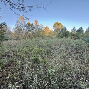 Photo #23 of 247 Quitsna Road, Windsor, NC 16.6 acres