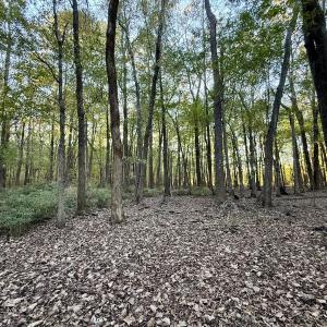 Photo #4 of 247 Quitsna Road, Windsor, NC 16.6 acres