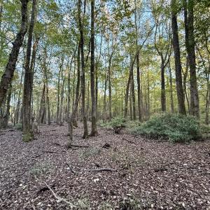 Photo #5 of 247 Quitsna Road, Windsor, NC 16.6 acres