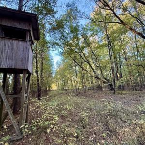 Photo #6 of 247 Quitsna Road, Windsor, NC 16.6 acres