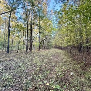 Photo #7 of 247 Quitsna Road, Windsor, NC 16.6 acres