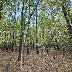 Photo #8 of 247 Quitsna Road, Windsor, NC 16.6 acres