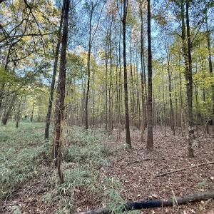 Photo #9 of 247 Quitsna Road, Windsor, NC 16.6 acres