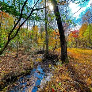 Photo #10 of Off Handy Mountain Dr, Stuart, VA 47.0 acres