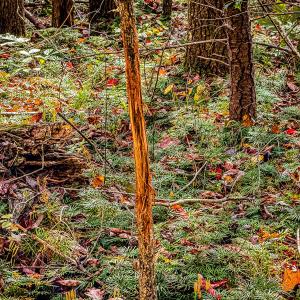 Photo #8 of Off Handy Mountain Dr, Stuart, VA 47.0 acres